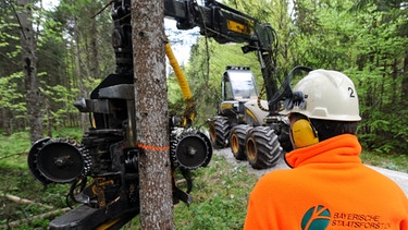 Baumfällung - Bayerische Staatsforsten im Nationalpark Bayerischer Wald | Bild: picture-alliance/dpa