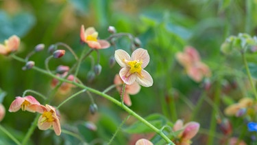 Elfenblume | Bild: picture-alliance/dpa