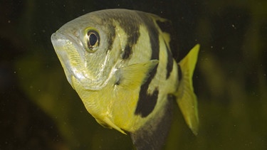 Schützenfisch - Kriminelle Tiere | Bild: picture-alliance/dpa