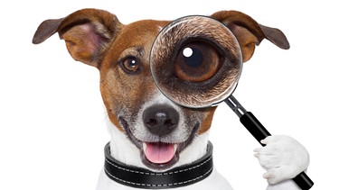 Ein Hund hält sich mit der Pfote scheinbar eine Lupe vor sein linkes Auge. Es wirkt dadurch ganz groß. | Bild: colourbox.com