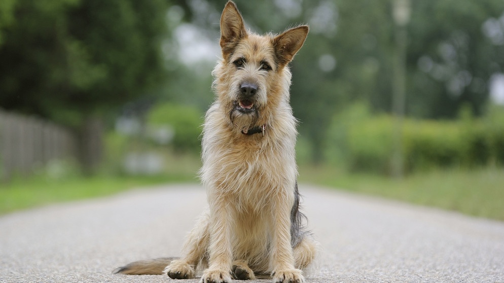 Ein Hund für alle Fälle: RACKO - ein Filmhund bei der Arbeit | radioMikro Hören | BR Kinder - eure Startseite