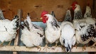 Hühner auf einer Hühnerstange. | Bild: colourbox.com