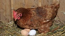 Eine Legehenne beim Bebrüten von weißen udn braunen Eiern. Es sind also eigene und fremde. Die Farbe der Eier, die ein Huhn legt, ist nämlich immer gleich. | Bild: picture alliance | CHROMORANGE / Dieter Möbus