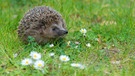 Braunbrustigel (Erinaceus europaeus) im Garten im Frühling | Bild: stock.adobe.com/mirkograul