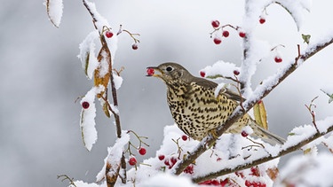 Misteldrossel (Turdus viscivorus), beim Fressen von Beeren in einem schneebedeckten Garten im Winter in England. | Bild: picture-alliance/dpa