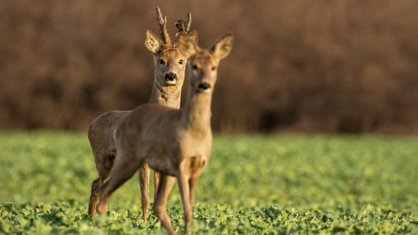 Ein Rehbock und eine Rehkuh (Ricke) auf einem Feld. | Bild: colourbox.com