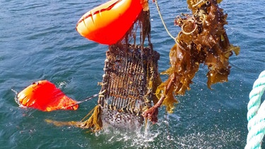 Aufräumen am Meeresgrund: Hier werden die Reusen hochgezogen. | Bild: Ischner und Ghost Fishing