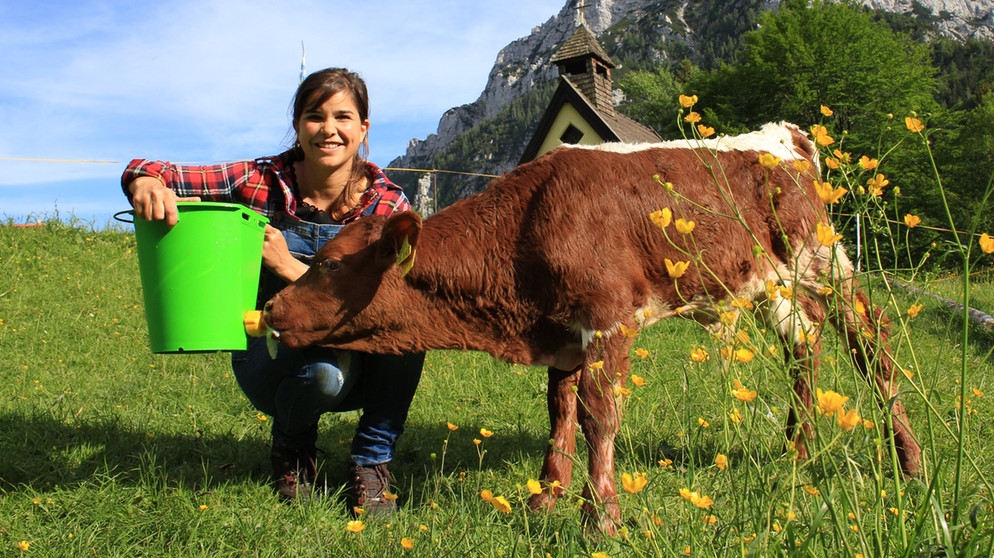 Der Räuber im Hühnerhaus (Folge 2) | Katis Kälber verbringen ihren ersten Sommer auf der Alm. Anna füttert den jungen Stier Xaver mit Milch. | Bild: BR | Text und Bild Medienproduktion GmbH & Co. KG