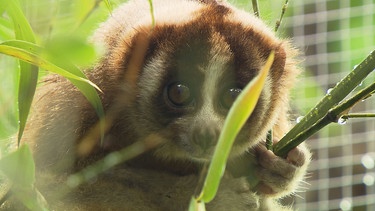 Die Feueraugen der Plumploris / Plumploris sind kleine Nachtaffen und verdammt niedlich. Aber Achtung: die katzengroßen Primaten mit den großen Augen sind giftig. | Bild: BR / Text und Bild