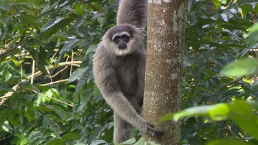 Der Gesang der Gibbons | Gibbons sind sogenannte Kleine Menschenaffen. Es gibt sechzehn verschiedenen Arten von ihnen. Der Silbergibbon ist eine davon. | Bild: BR | Text und Bild Medienproduktion GmbH & Co. KG