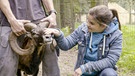 Es muffelt nach Mufflon | Im Wildpark "Schwarze Berge" kann Anna einem Mufflon ganz nahekommen. | Bild: BR | Text und Bild Medienproduktion GmbH & Co. KG | Uwe Kielhorn