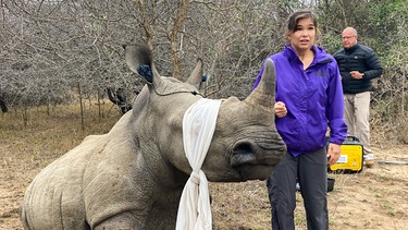 Operation Nashorn | Anna begleitet eine Nashorn-Schutzpatrouille bei der Enthornung eines jungen Bullen. Zur Beruhigung bekommt das Tier die Augen verbunden und einen Ohrenschutz. | Bild: BR | Text und Bild Medienproduktion GmbH & Co. KG | Ben Wolter