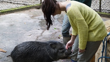 Pekaris sind auch nur Schweine | Anna und Halsbandpekari Gino. Die Auffangstation amaZOOnico ist nur eine Zwischenstation zur Freiheit. | Bild: BR | Text und Bild Medienproduktion GmbH & Co. KG