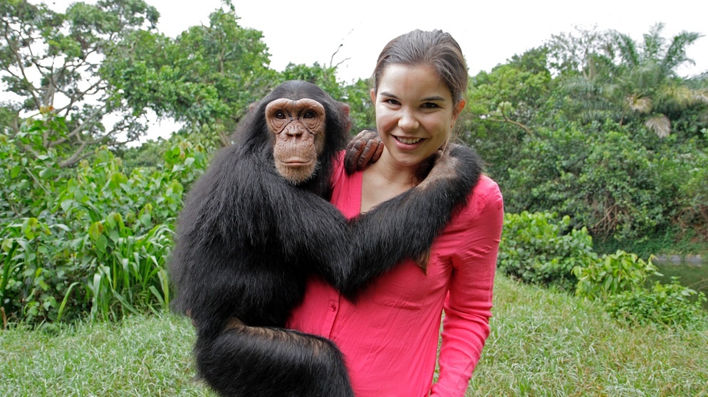 Schlau wie die Schimpansen | Der junge Schimpansen-Waise freuen sich über die Zuwendung von Tierreporterin Anna. | Bild: BR | Text und Bild Medienproduktion GmbH & Co.KG
