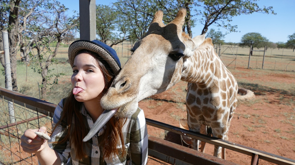 Die Zunge der Giraffe | Der vordere Teil der langen Giraffenzunge ist dunkel gefärbt. Dadurch bekommt das Tier beim täglichen Blätterrupfen keinen Sonnenband. | Bild: BR | Text und Bild Medienproduktion GmbH & Co. KG