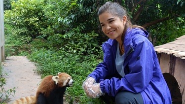 Wo versteckt sich der Rote Panda? | Bild: dpa-Bildfunk