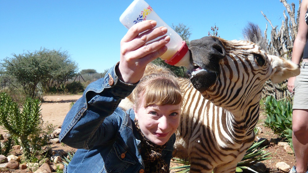 Eine Herde für Zebra Benny / Paula füttert das Zebra. | Bild: BR | Text und Bild Medienproduktion GmbH & Co. KG | Christiane Streckfuß