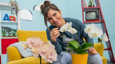 B wie Bestäubung | Anna bestäubt mit einem Zahnstocher eine Orchidee – eine Aufgabe, die sonst Tiere übernehmen. | Bild: BR | Text und Bild Medienproduktion GmbH & Co. KG | Katharina Brackmann