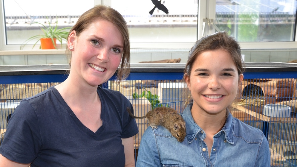 Degu | Das Degu-Männchen Rudi kennt keine Scheu: Neugierig probiert die kleine Strauchratte, wie gut es sich auf Anna klettern lässt. | Bild: BR | Text und Bild Medienproduktion GmbH & Co. KG