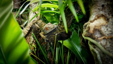 Gecko | Wenn die Blattschwanzgeckos abends aufwachen, wechseln ihre Augen die Farbe und beginnen orange zu leuchten. | Bild: BR | Text und Bild Medienproduktion GmbH & Co. KG | Katharina Brackmann