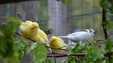 Kanarienvogel und Zebrafink | Kanarienvögel lieben frisch geschnittene Äste. Die Blätter sind für sie eine Leckerei. | Bild: BR | Text und Bild Medienproduktion GmbH & Co. KG