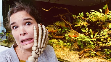 Piranhas | Autsch! Anna ist sich sicher: Besser nicht die Hand ins Aquarium halten! | Bild: BR | Text und Bild Medienproduktion GmbH & Co. KG | David Enge