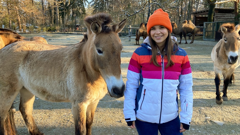 Ein Tag beim Zootierpfleger | Das Füttern der Przewalski-Pferde gehört auch zu Annas Aufgaben als Zootierpfleger-Assistentin.  | Bild: BR | Text und Bild Medienproduktion GmbH & Co.KG/Karen Markwardt