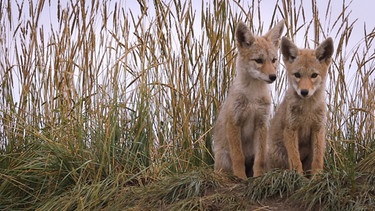 Wie heult der Kojote? | Zwei kleine Kojotenbabies. | Bild: BR | Text und Bild Medienproduktion GmbH & Co. KG