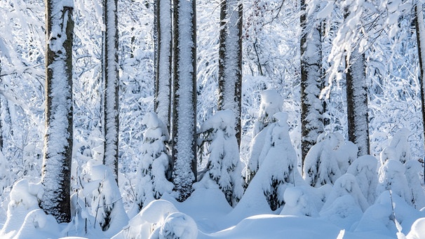 Bäume im Nationalpark Bayerischer Wald sind mit Schnee bedeckt.  | Bild: dpa-Bildfunk/Armin Weigel