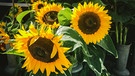 Sonnenblumen an einem Blumenstand am Stadtmarkt in Augsburg. | Bild: Sylvia Bentele/Sylvia Bentele