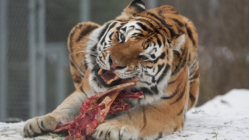 GroBte Raubkatze der Welt Tiger Gefahrliches und gefahrdetes Raubtier BR Kinder eure Startseite