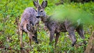 Fotoausbeute von der Fotopirsch von Xaver mit radioMikro-Reporterin Ursel Böhm im Nymphenburger Schlosspark in München  | Bild: Xaver Schütte