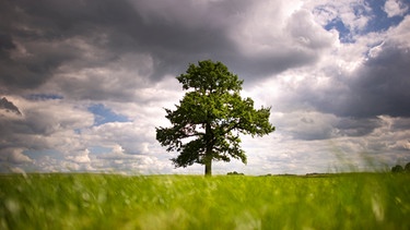 Ein Baum mit Regenwolken am Himmel | Bild: picture-alliance/dpa