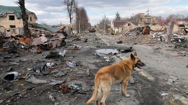 04.04.2022, Ukraine, Butscha: Ein Hund streift um zerstörte Häuser und russische Militärfahrzeuge. Angesichts der schockierenden Gräueltaten in der ukrainischen Stadt Butscha bereitet der Westen schärfere Sanktionen gegen Russland vor. Foto: Efrem Lukatsky/AP/dpa +++ dpa-Bildfunk +++ | Bild: dpa-Bildfunk/Efrem Lukatsky