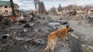 04.04.2022, Ukraine, Butscha: Ein Hund streift um zerstörte Häuser und russische Militärfahrzeuge. Angesichts der schockierenden Gräueltaten in der ukrainischen Stadt Butscha bereitet der Westen schärfere Sanktionen gegen Russland vor. Foto: Efrem Lukatsky/AP/dpa +++ dpa-Bildfunk +++ | Bild: dpa-Bildfunk/Efrem Lukatsky