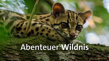 Sendereihenbild: Abenteuer Wildnis | Bild: BR/Marion Pöllmann