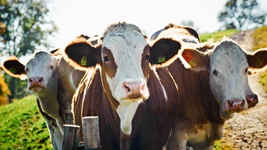 Sendungsbild: Aus Landwirtschaft und Umwelt | Bild: colourbox.com