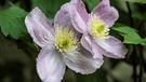 Clematis mit Blüten | Bild: Picture alliance/dpa