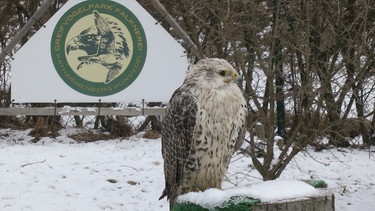 Schülerreporter in Wunsiedel - eine Eule im Greifvogelpark sitzt auf einem Baumstumpf | Bild: BR