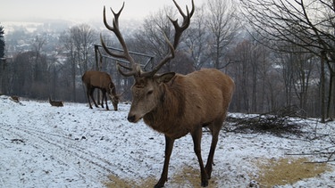 Schülerreporter in Wunsiedel - Schüler im Wildtiergehege mit röhrendem Hirsch | Bild: BR