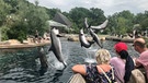 Zuschauer verfolgen, wie sechs Delfine in der Nürnberger Lagune aus dem Wasser springen. | Bild: BR/ Michael Reiner