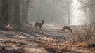 Zwei Rehe auf einem Weg im Wald. | Bild: stock.adobe.com/Kozma