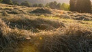 Eine Wiese mit Heu (Archivbild) | Bild: BR/Christine Meder