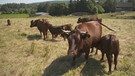 Mutterkühe auf der Weide | Bild: BR