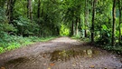 Ein Waldweg im Berglholz in Oberschleißheim nördlich von München. | Bild: Sylvia Bentele/Sylvia Bentele