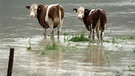 Kühe auf einer überfluteten Wiese | Bild: pa/dpa/Peter Kneffel