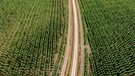 Auf 17.000 Hektar wird in der Hallertau Hopfen angebaut | Bild: picture alliance / dpa | Armin Weigel