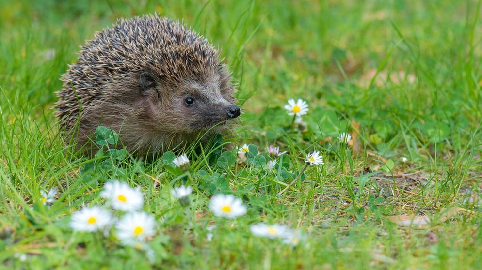 Ein Igel auf einer Wiese | Bild: stock.adobe.com/mirkograul  