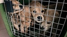 Illegale Netzwerke von Züchtern, Händlern und Tierärzten verkaufen Hunde, die zu jung oder krank sind oder gefälschte Papiere haben.  | Bild: BR/Edgar Verheyen, BR/Frank Jordan