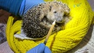 Jung-Igel auf Station. | Bild: BR/Nadine Cibu